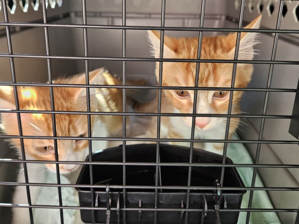 Sara-Banta-Cat-Transportation-2-3099715493